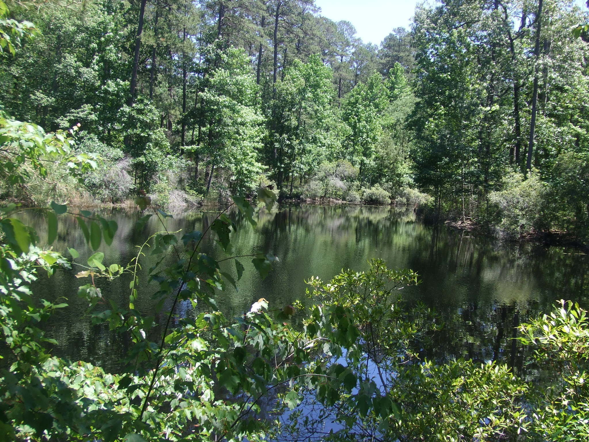 Best Hikes In National Forests Of Texas Tx Trailhead Traveler