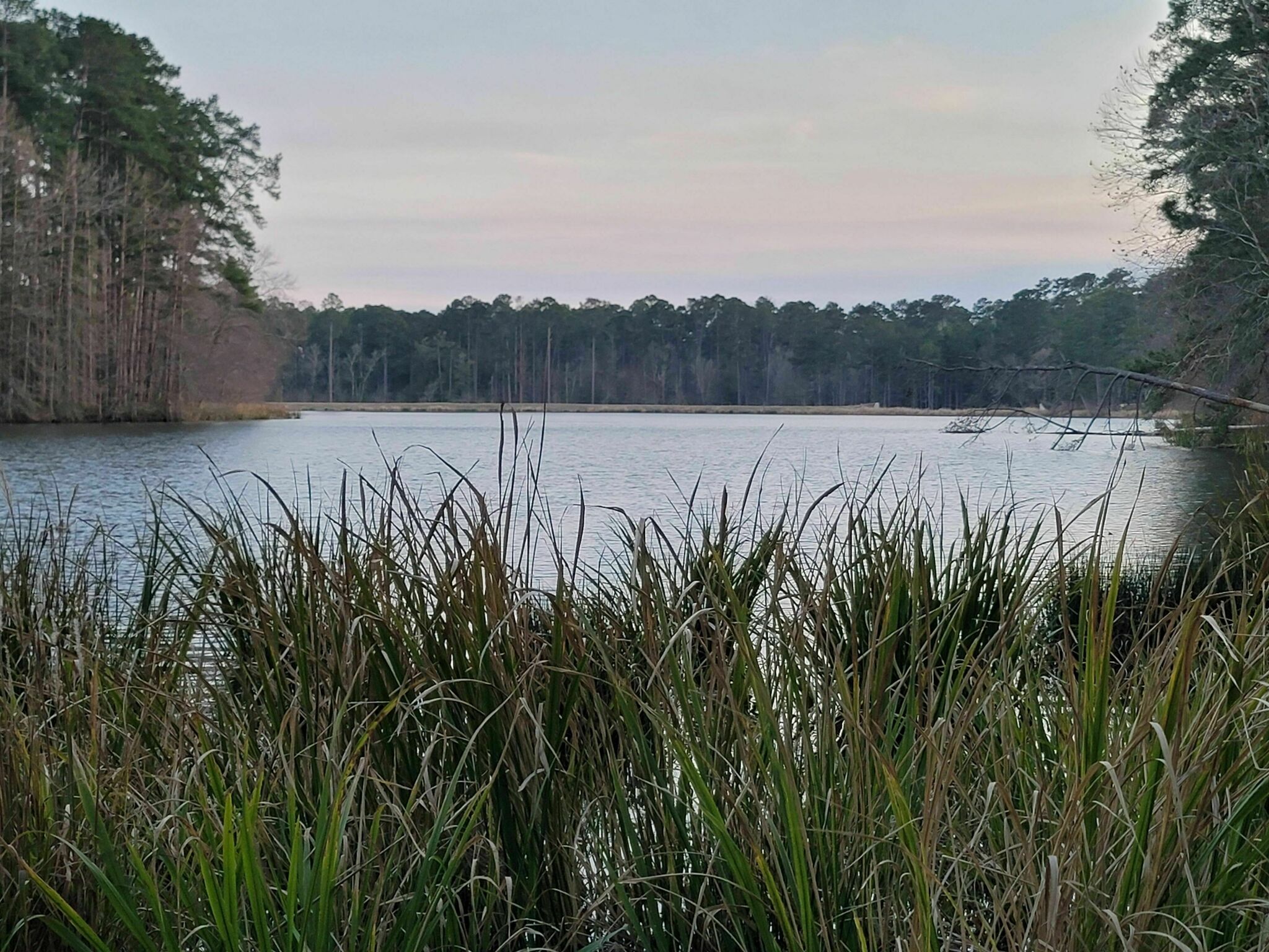 Best Hikes In National Forests Of Texas Tx Trailhead Traveler